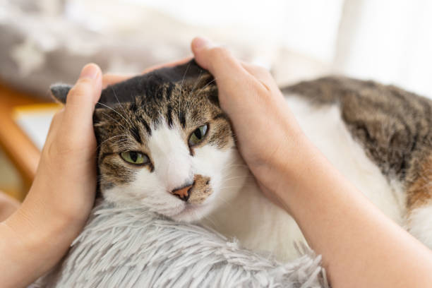 コミュニティイベント