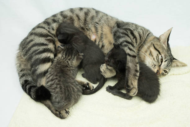 個別プログラム