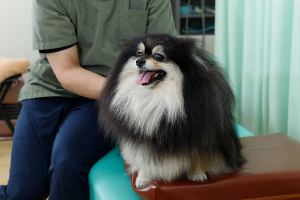 ポジティブなトレーニング手法